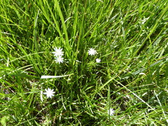 Stellaria longipes