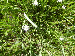 Stellaria longipes