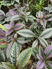 Strobilanthes auriculata