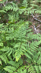 Pteridium pinetorum