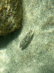 Sphoeroides marmoratus