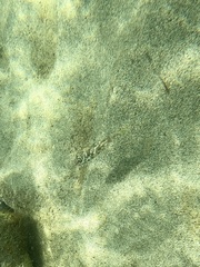 Sphoeroides marmoratus