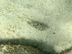 Sphoeroides marmoratus