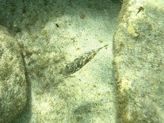 Sphoeroides marmoratus