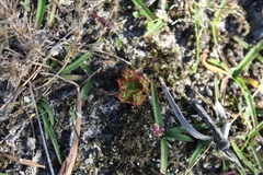Drosera platypoda