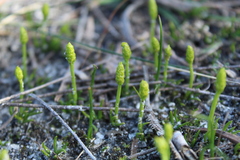 Phylloglossum drummondii
