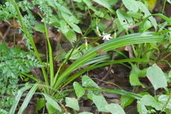 Chlorophytum nepalense