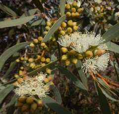 Eucalyptus diversifolia