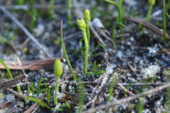 Phylloglossum drummondii