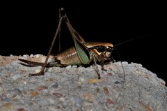 Eupholidoptera smyrnensis