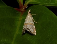 Euchromius superbellus