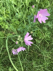 Malva excisa