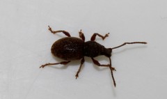 Otiorhynchus balcanicus