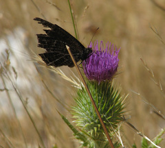 Satyrus actaea