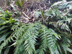 Asplenium gracillimum