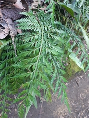 Asplenium gracillimum