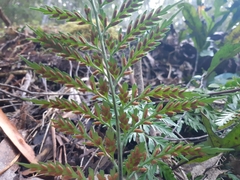 Asplenium gracillimum