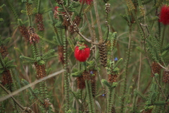Melaleuca transversa