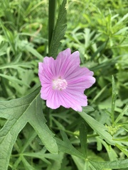 Malva excisa