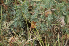 Banksia nutans