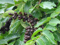 Lagerstroemia speciosa