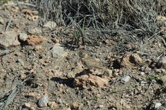 Eremopterix leucopareia