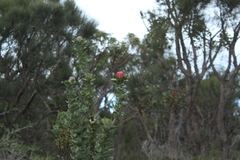 Banksia coccinea