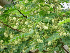 Albizia procera