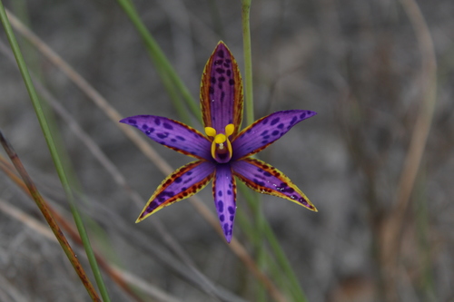 Image of Thelymitra porphyrosticta by (c) Em Lamond, some rights reserved (CC BY)