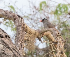 Hypsipetes madagascariensis