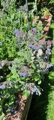 Borago