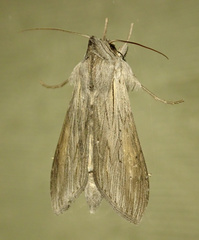 Cucullia umbratica
