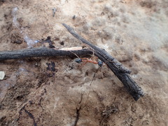 Myrmecia desertorum