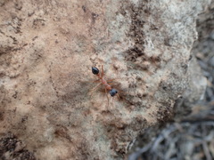 Myrmecia desertorum
