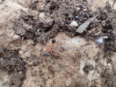 Myrmecia desertorum