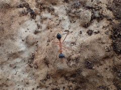 Myrmecia desertorum