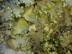 Podostictina pickeringii