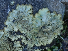 Podostictina pickeringii