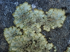 Podostictina pickeringii