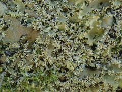 Podostictina pickeringii