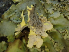 Podostictina pickeringii