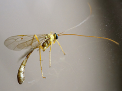 Enicospilus guatemalensis