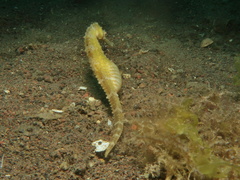 Hippocampus comes