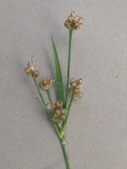 Luzula multiflora multiflora