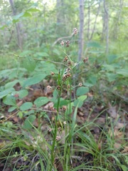 Luzula multiflora multiflora