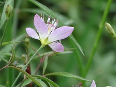 Cleome chelidonii