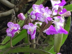 Aerides maculosa