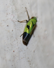 Nephotettix nigropictus