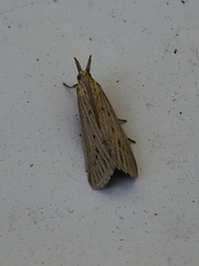 Ematheudes punctella