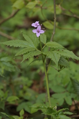 Cardamine pentaphyllos